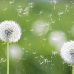 Spring Allergies - Yoga Healthy Recipes and Tips